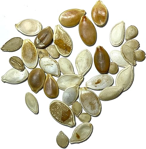 Miniatura 3 de Seed Needs, Spooky Blend - Semillas de calabaza  30 semillas de reliquia para plantar (blanco de lámina, linterna Jack O, Baby Boo, Jarrahdale azul,