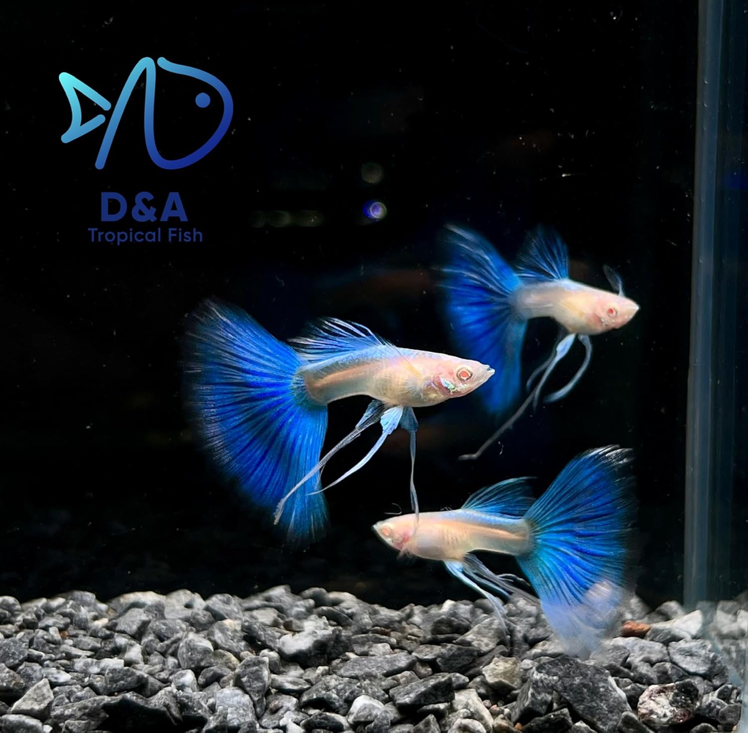 D&A Tropical Live Fish - ABINO Blue Topaz Ribbons Guppy Live Fish for Aquariums, Freshwater (1 Breeding Pair (1Male,1Female))