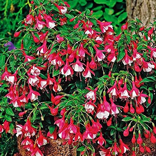 Fuchsia Lady Thumb - Outdoor Plants Garden Ready - Gorgeous Flowering Upright Garden Shrub - Hardy Plant for Pots, Containers, Flower Beds and Borders (9cm Pot, 15-30cm)