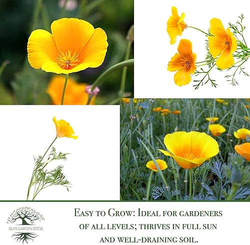 Miniatura 6 de Semillas de flor de amapola de California amarillo dorado para plantar, más de 2000 semillas por paquete, semillas de jardín de Isla, sin OMG y
