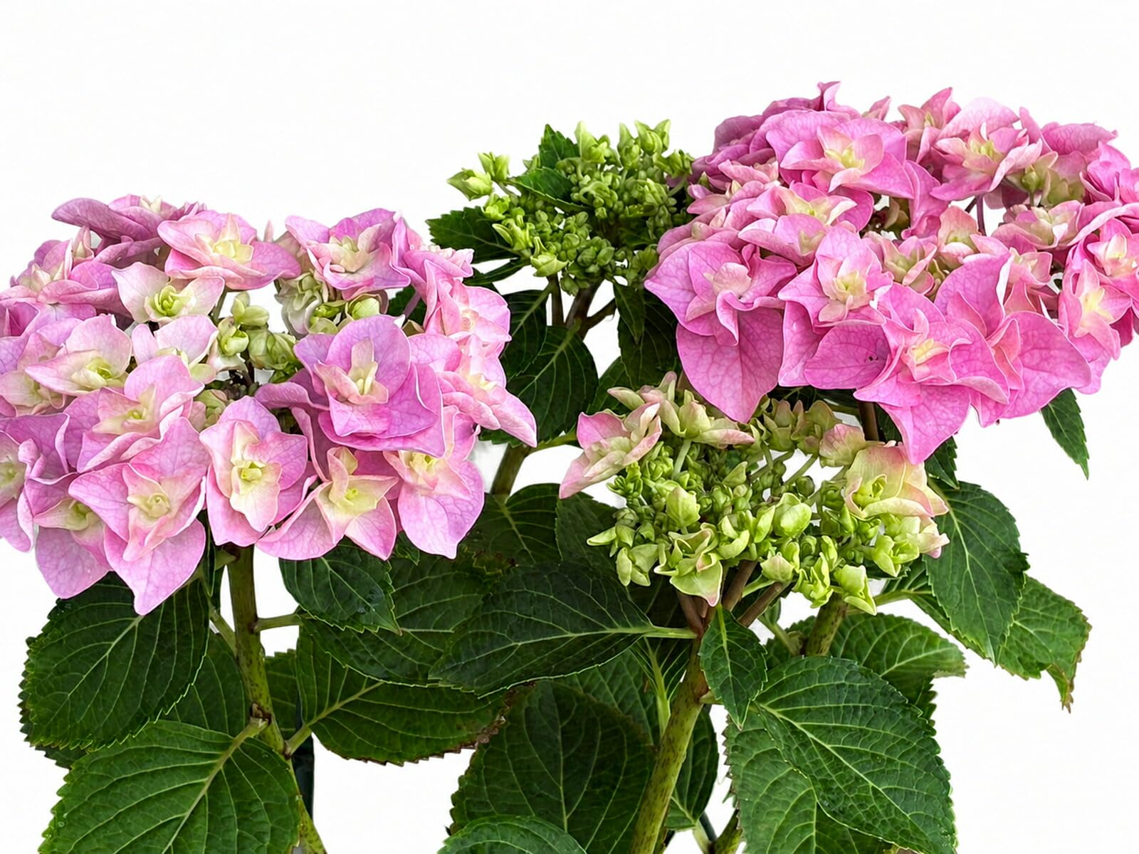 Amazon｜【SAKIKU-EN】 雷王 生産直送 あじさい 鉢植え 4号鉢サイズ fw