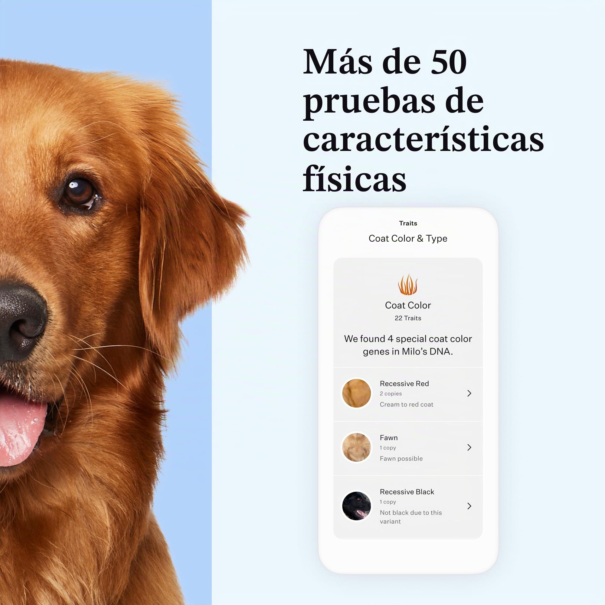 Wisdom Panel Esencial – Prueba de ADN para Perros ancestrales, Razas, propiedades y Pruebas de Salud