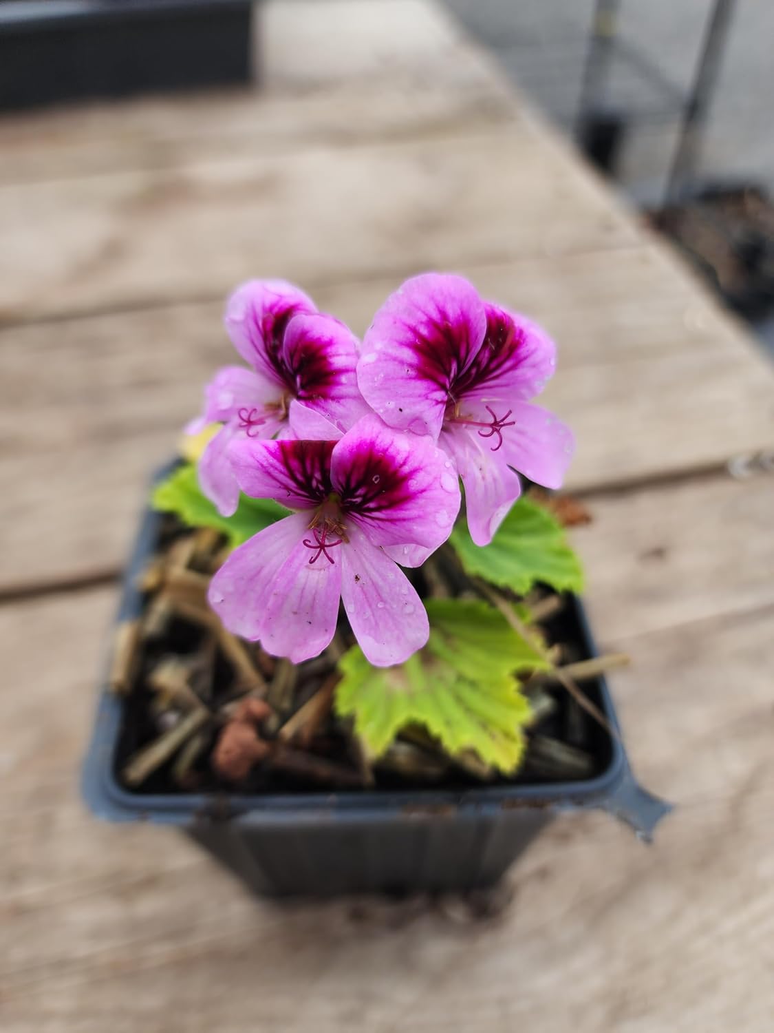 Geranium 'Orange Fizz' (Pelargonium x 'Orange Fizz') Organic Plant in a 2.5-inch Pot by Smoke Camp Crafts - Scented Leaves