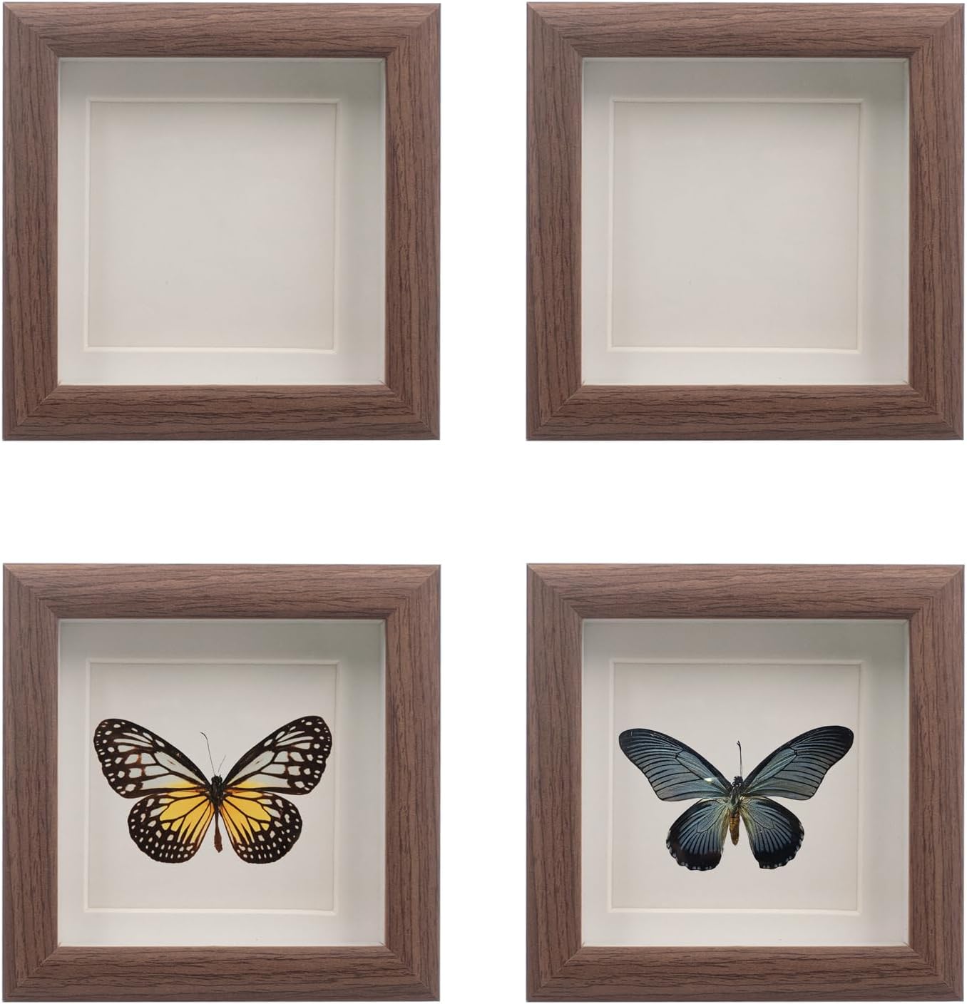 4 PCS Butterfly Display Case Shadow Box Frame, Insect Display Case Specimen Showcase Insect Specimen Storage Box for Bug Butterfly Insect Collection Display, 4.7 x 4.7 Inch