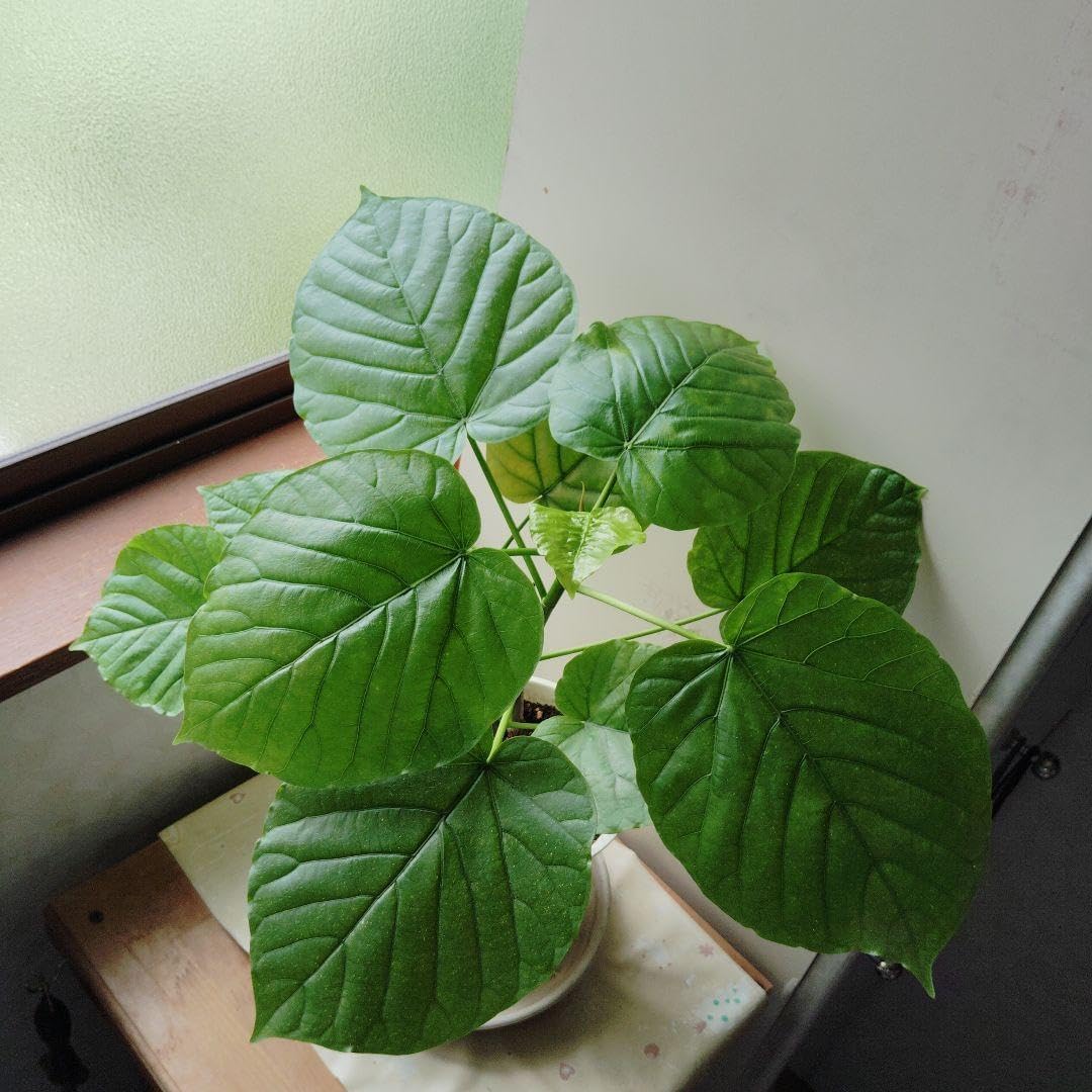 現品 フィカス ゴムの木 ウンベラータ 21番 曲がり インテリアグリーン