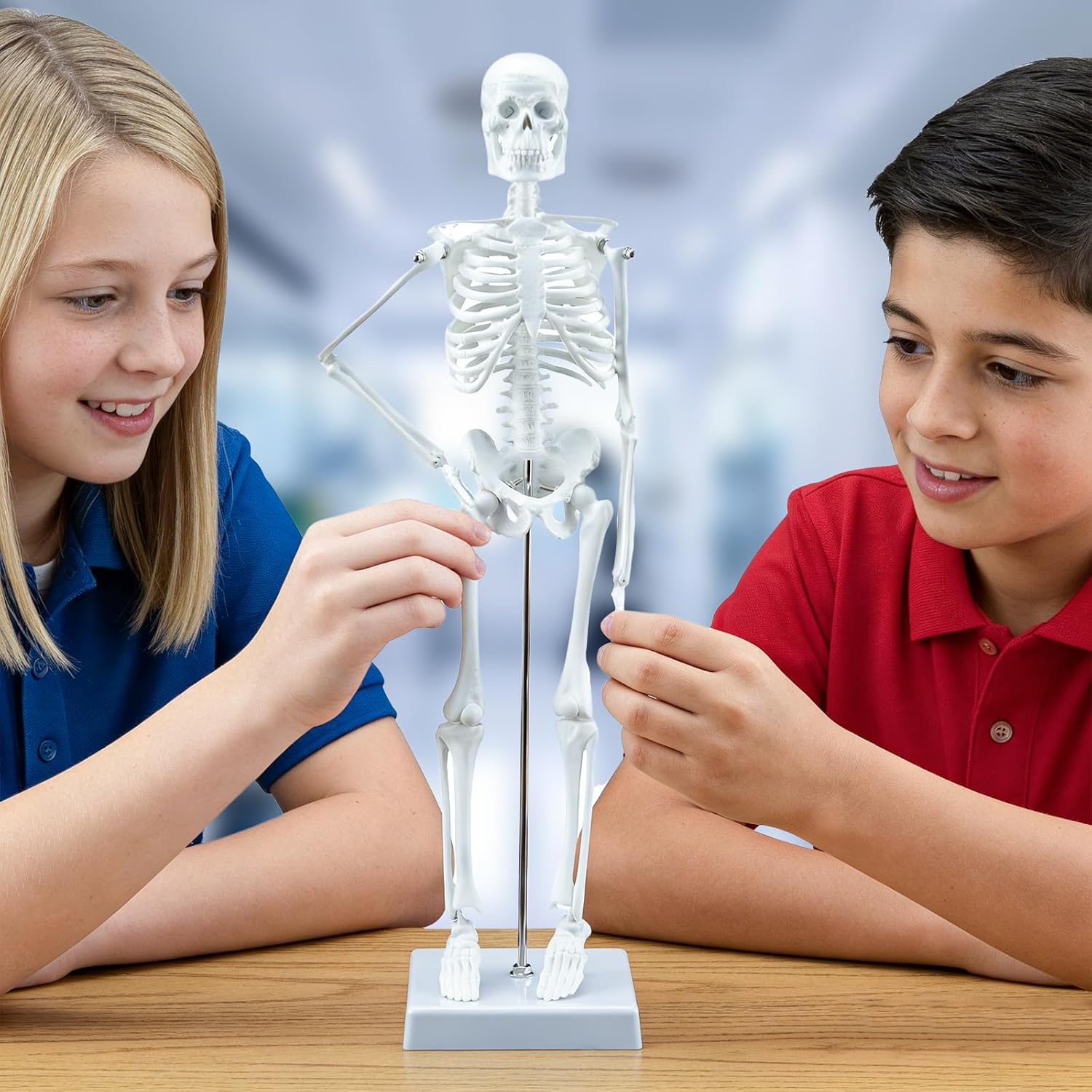 TYRRDE 17.7-Inch Human Anatomy Skeleton – Desktop Anatomical Figure with Removable Limbs, Durable Structure and Accurate Details for Learning and Presentation (white)