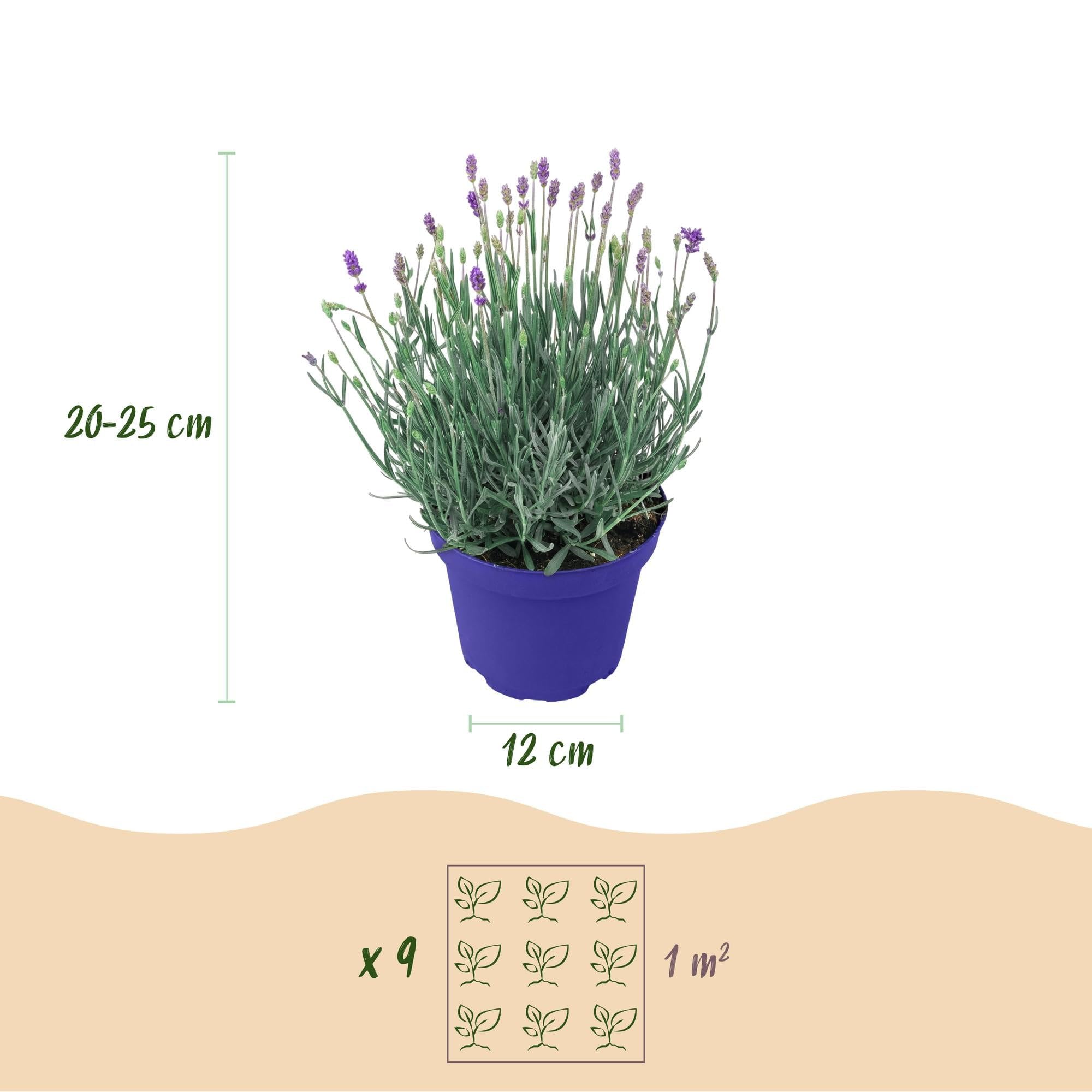 GreenboutiQ - Gartenpflanze - Lavandula angustifolia Hidcote - Lavendel - Winterhart - Lila - 18 Pflanzen - Topf 12cm - Höhe 15-25cm