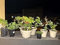 Review Image by Valorah Nguyen Valorah Nguyen