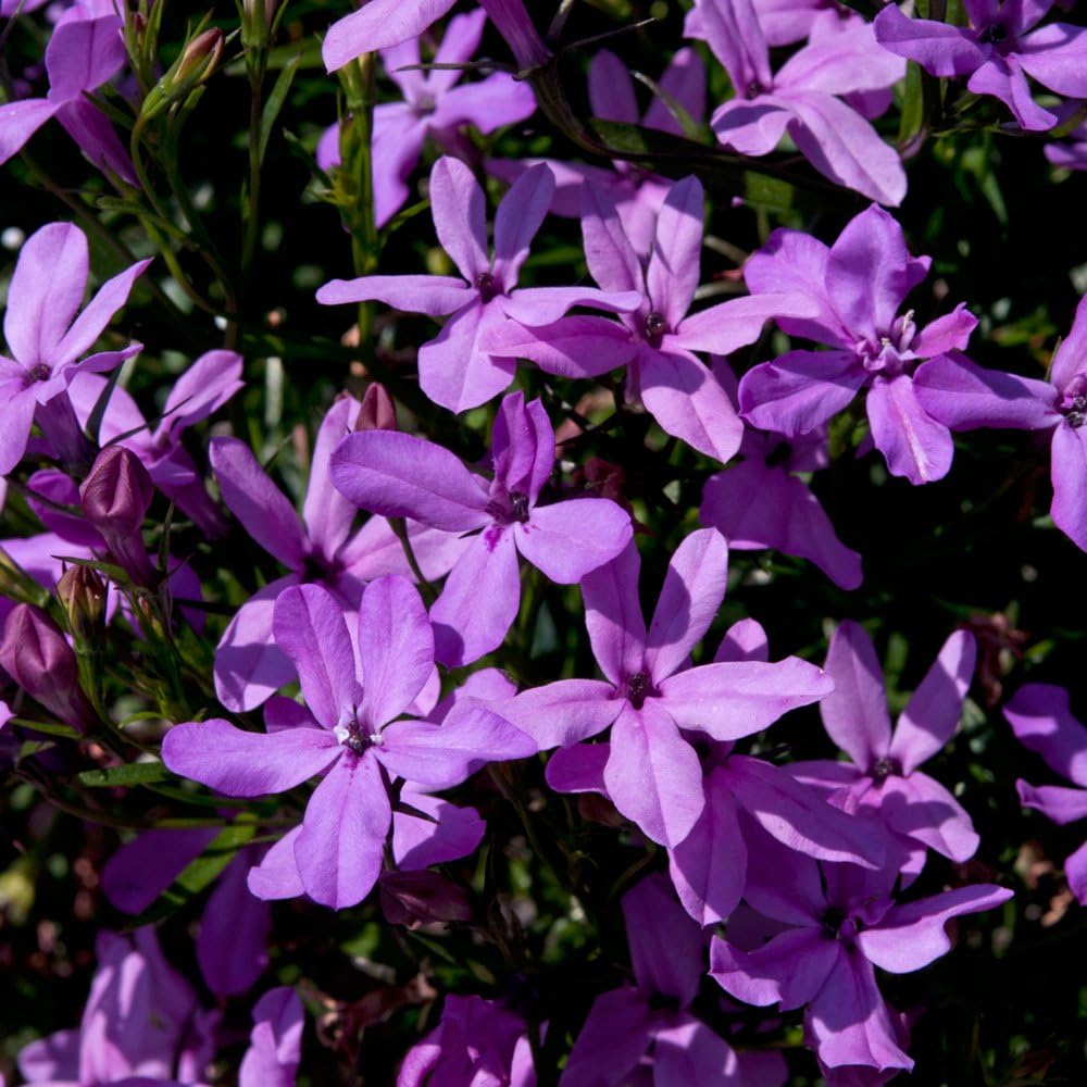 6 Patio Plug Plants Lobelia Waterfall Lavender