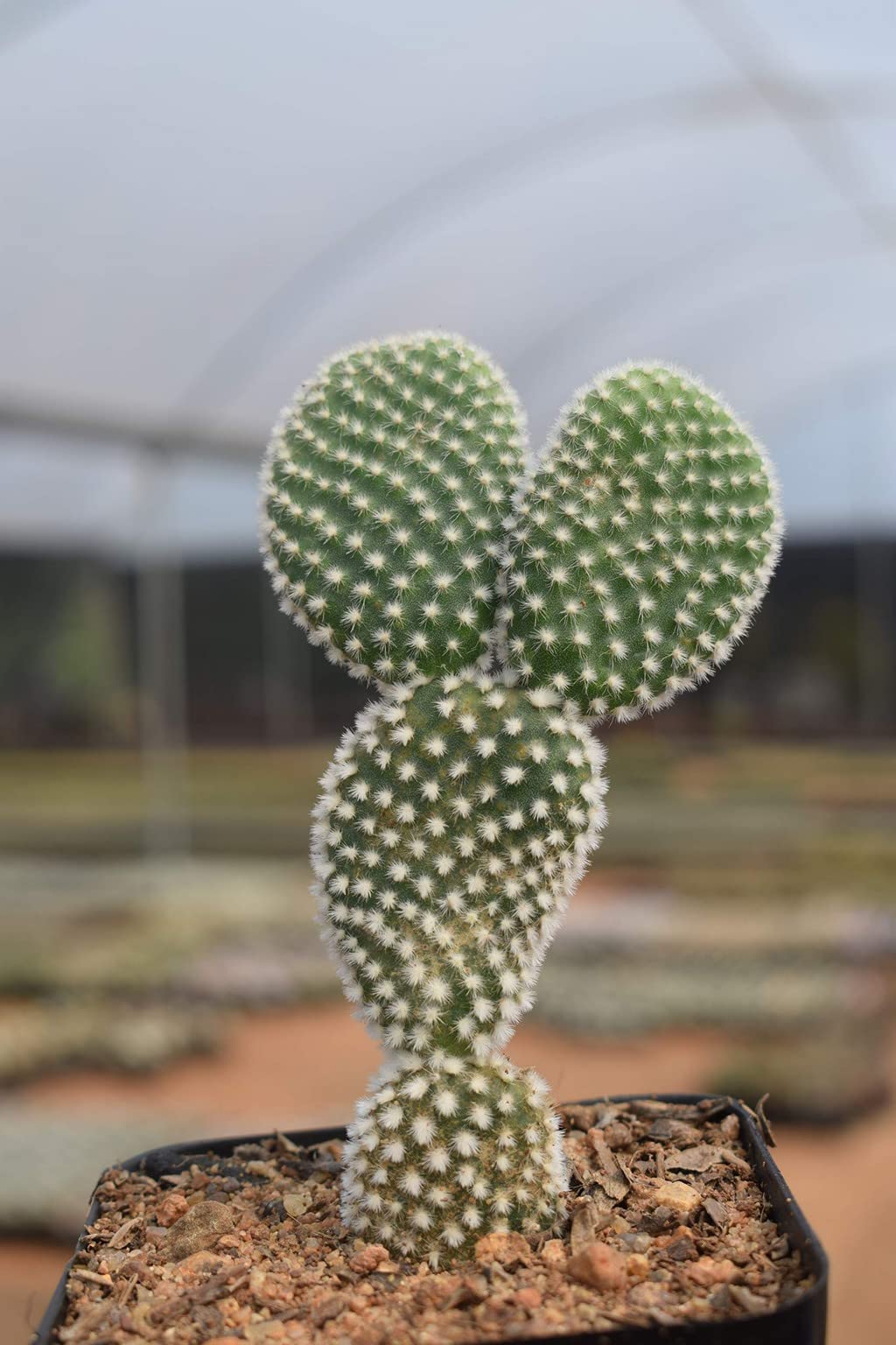Creative Farmer Balcony Indoor Plant Bunny Ear Opuntia Microdasys Live Cactus Plants (Healthy Plant) (B09L1B47XP) Amazon Price History, Amazon Price Tracker