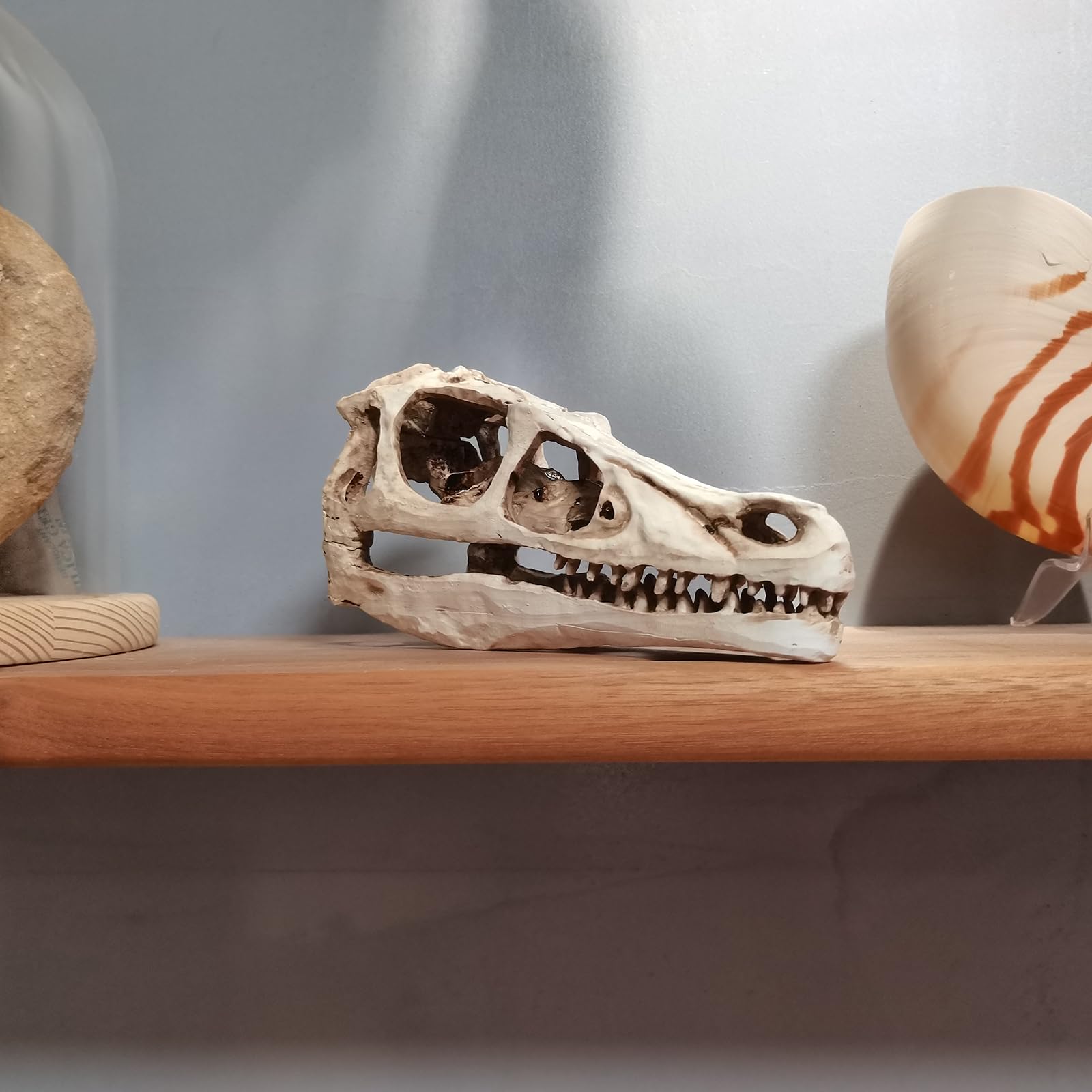 Realistisches Dinosaurier-Skelettmodell Velociraptor-Dinosaurier-Schädel Fossil Dinosaurier-Geschenke für Erwachsene,Grau,17cm