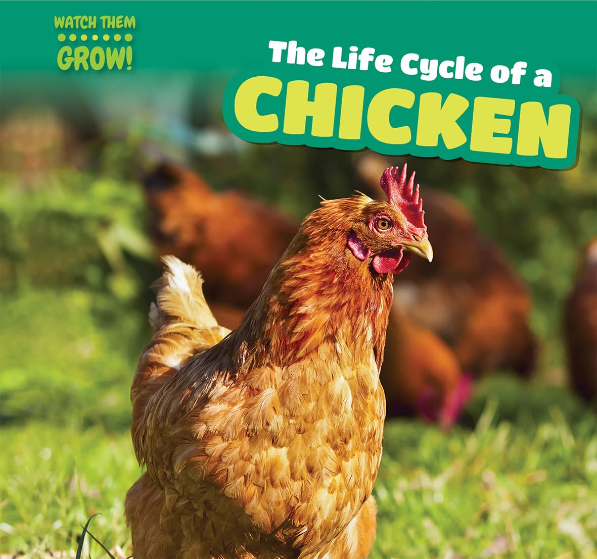 The Life Cycle of a Chicken (Watch Them Grow!)