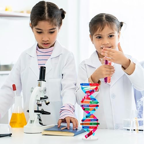 Miniatura 4 de NUOBESTY Kit de modelo de ADN de doble hélice, modelos de estructura de ADN, kit de aprendizaje de genes humanos para utilería de enseñanza biológica