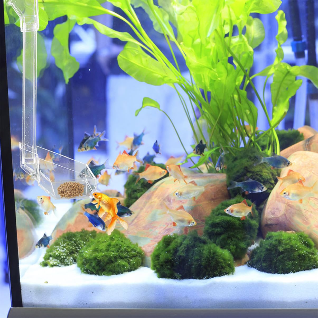 POPETPOP 3pièces Distributeur Transparent pour Aquarium Tube Alimentation Pratique pour Crevettes Et Poissons Fixation avec Ventouses Conception Anti-Pollution