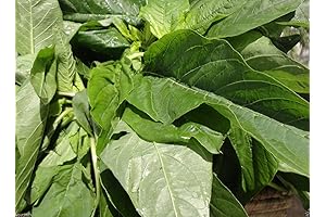 3000 Jamaican CALLALOO Seeds, West Indian Spinach