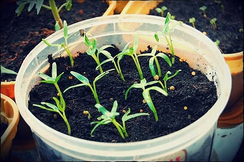 2500 semillas de Kang Kong también conocidas como semillas de Rau Muong o Ong Choy  Semillas CAI de Kong Xin para plantar  Semillas de Kangkong sin