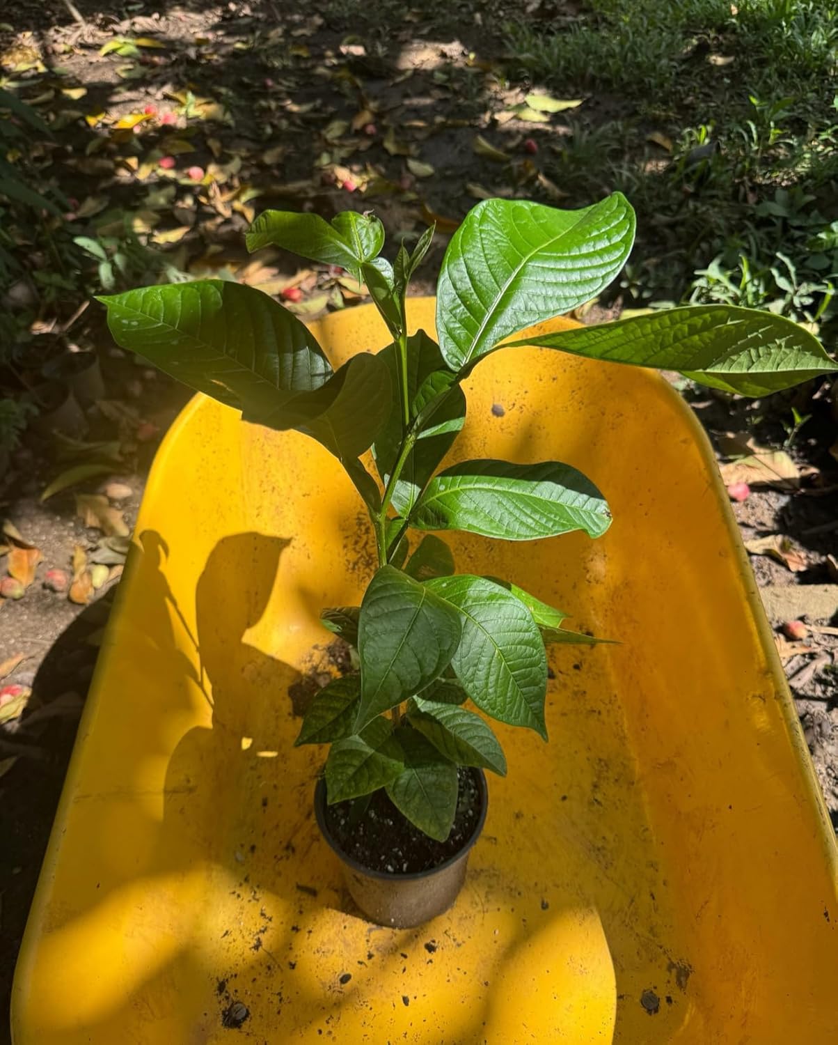 Big Jumbo Ice Cream Bean Tree (inga edulis) Guama Machete Tropical Fruit Live Tree Machete guama