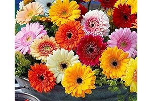 300+ Perennial Gerbera Flower Seeds for Planting Outdoor