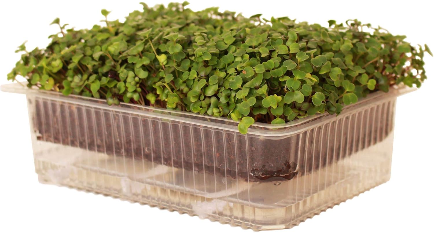 Reusable SelfWatering Microgreens Growing Tray 10
