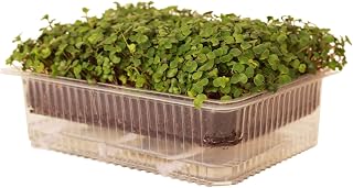 Handy Self-Watering Microgreens Growing Tray