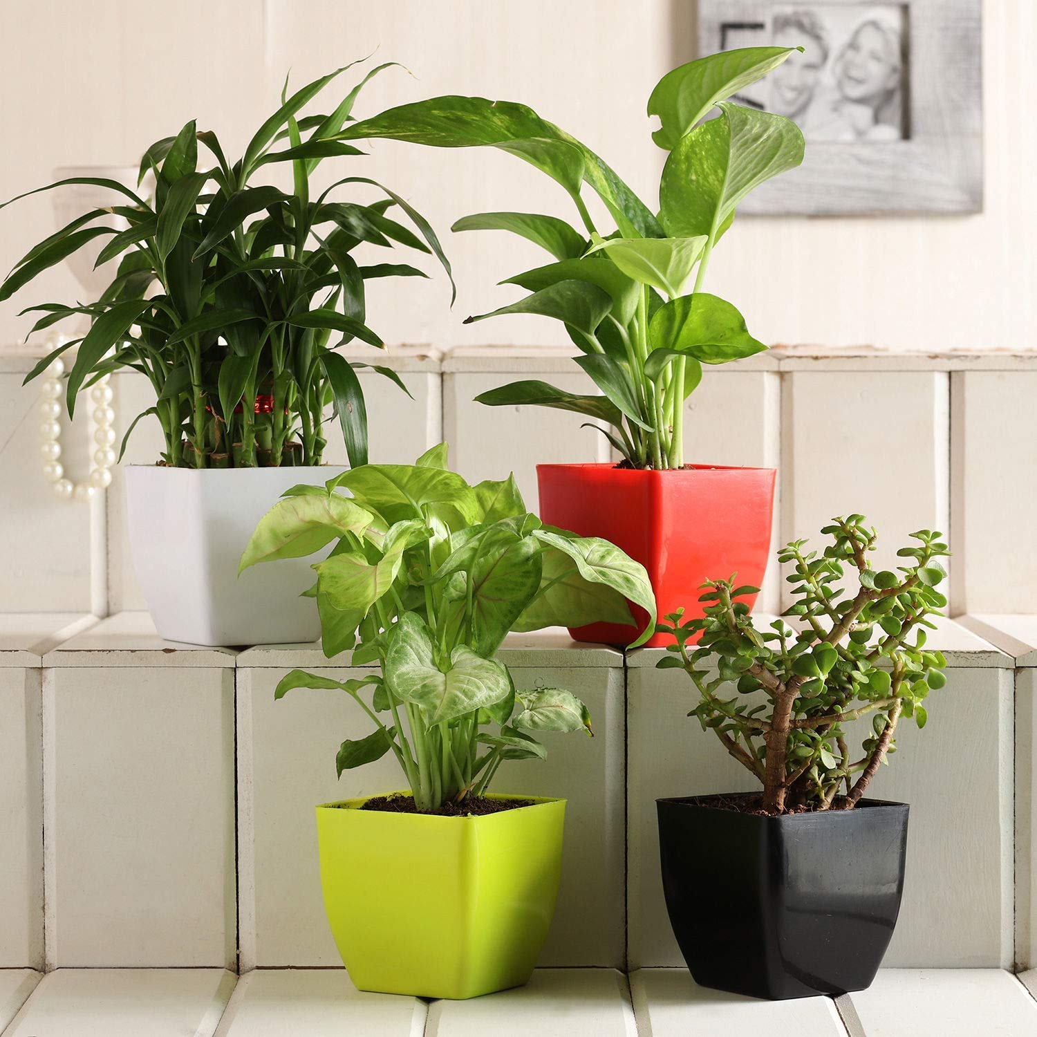 SEEDTREES Two Layer Bamboo Plant, Syngonium Plant, Sansevieria Plant, Jade Plant, Money Plant in Multicolor Plastic Pot For indoor plants (Set Of 4) (B0CZTW2S1S) Amazon Price History, Amazon Price Tracker