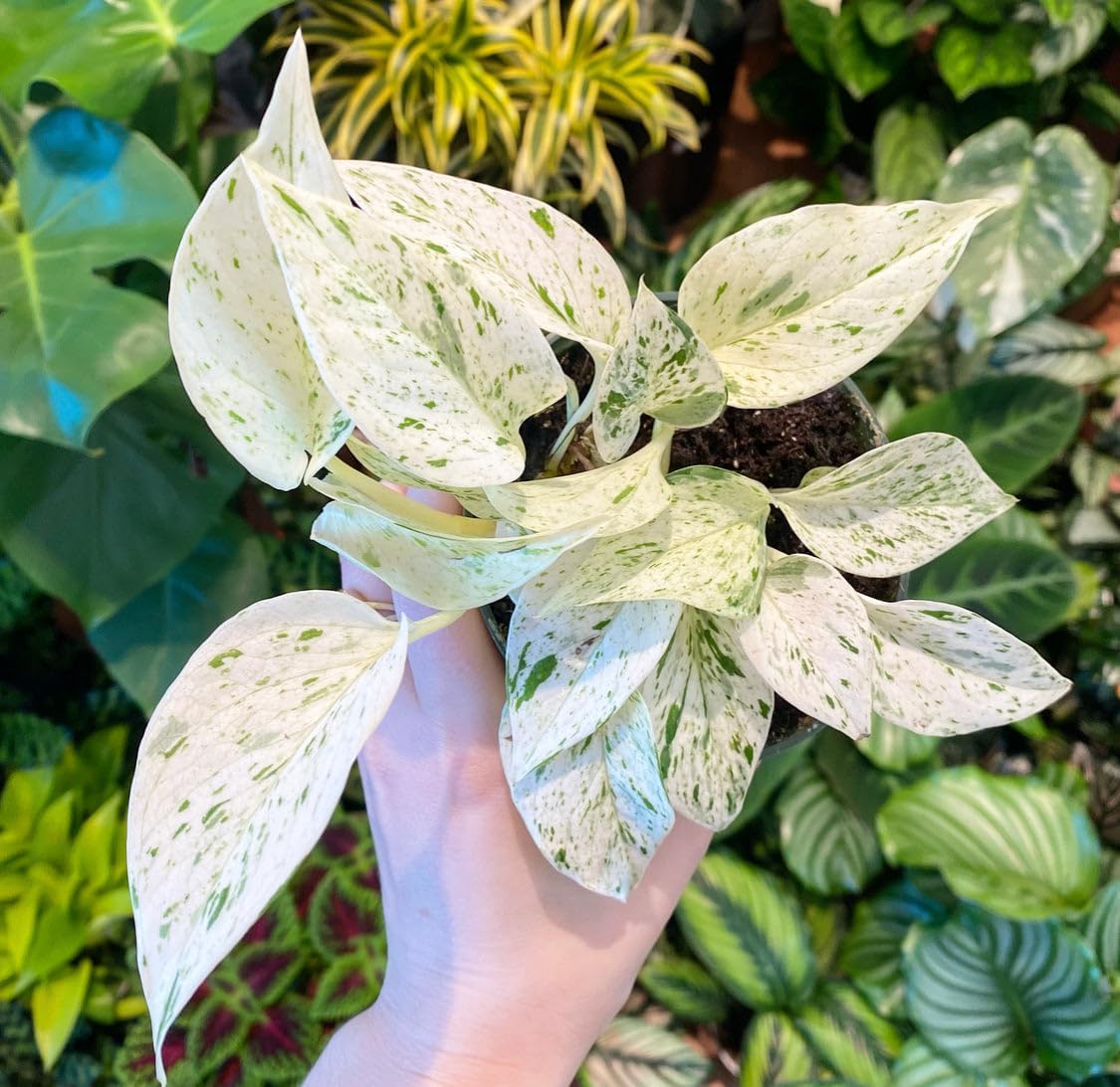 White Money Plant|| Marble Queen Pothos Plant||Indoor Variegated Living Room, Home, Office, Table, Kitchen & Desk Decor Houseplant With Pot|| Good Lucky/AirPurifying Plant||(Pack of-1) GS