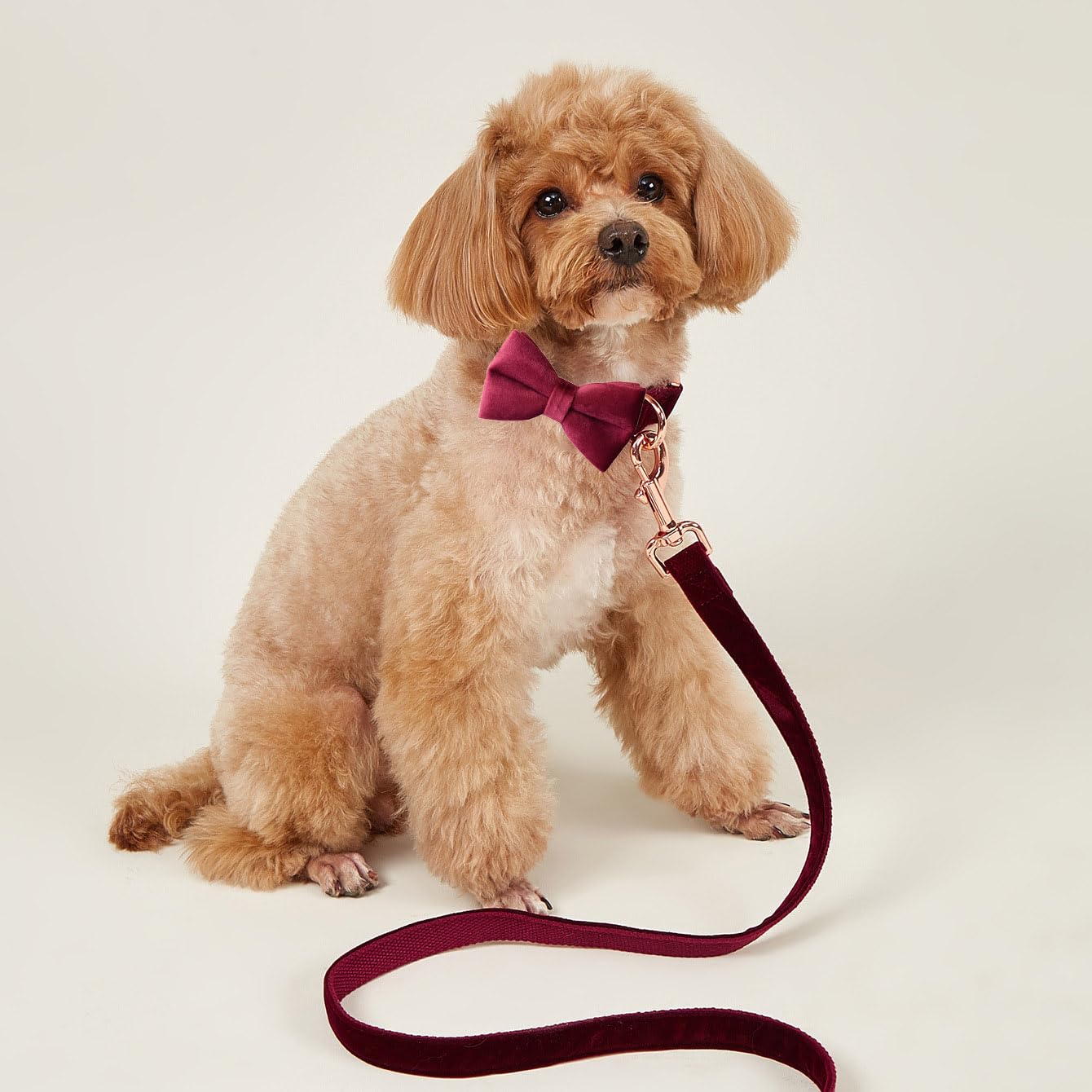 JAY D.L Hundehalsband Mit Fliege – Samt-Halsband Verstellbar Für Kleine Bis Große Hunde