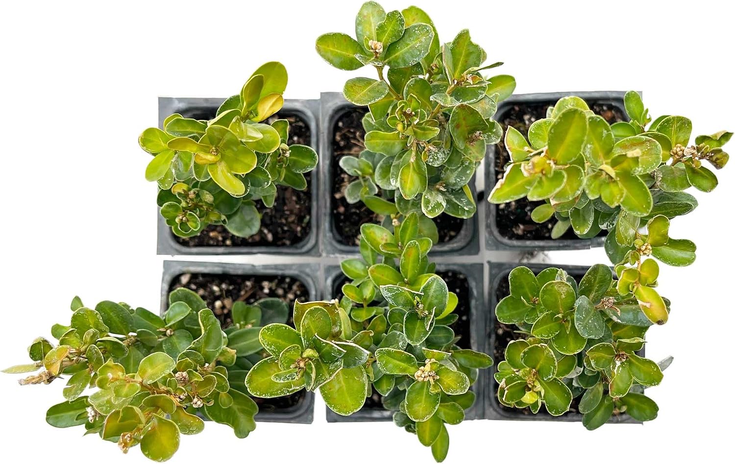 6 Highlander Boxwood – Fast-Growing Upright Evergreen Shrub for Privacy Hedges, Screens & Borders (Buxus sempervirens ‘Highlander’) in 3.5″ Cubes, Live Plants
