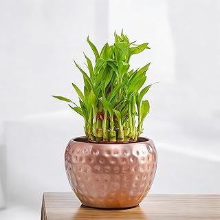 Amulya Farms Live Lucky Bamboo 3 layer plant in Copper Pot | Bamboo Plants for home decoration | Indoor Plants for Home | Price In India