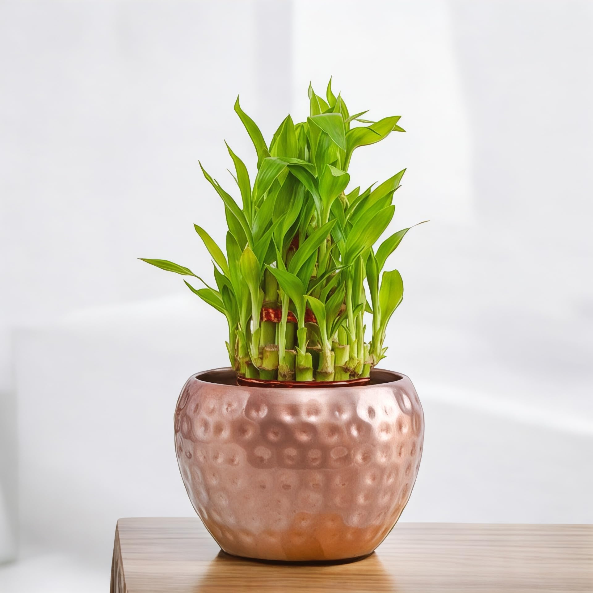 Amulya Farms Live Lucky Bamboo 3 layer plant in Copper Pot | Bamboo Plants for home decoration | Indoor Plants for Home | Ideal for Living room, Balcony, Office desk & Kitchen | Lucky Vastu Plant |-image-47