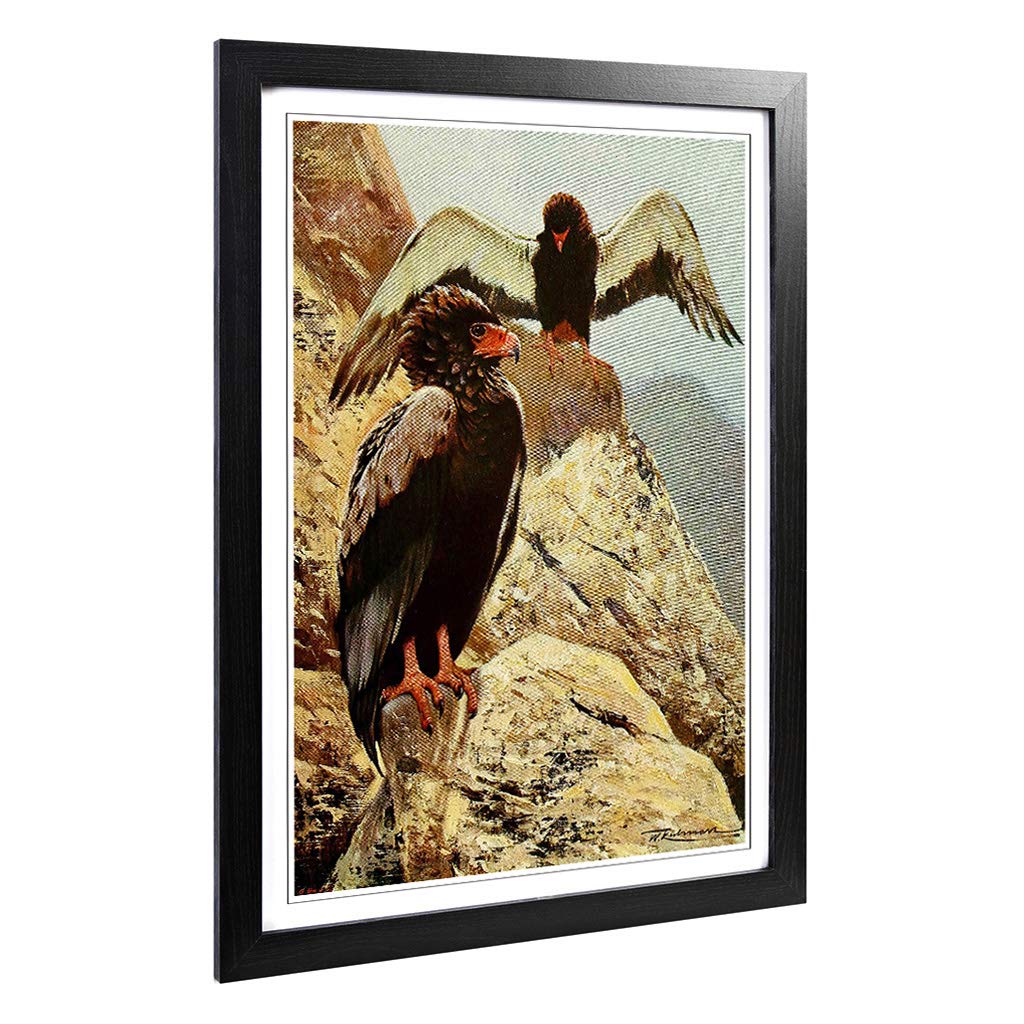 Big Box Art Framed Print of Vintage W Kuhnert Bateleur Eagle Design | Wall Art Picture | Home Decor for Kitchen, Living Room, Bedroom, Hallway, Black, A2 / 24.5x18 Inch / 62x45cm