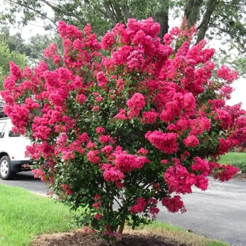 Electric Pink Passion™ Crape Myrtle ~ Southern Charm Crape Myrtles Exclusive ~ Vibrant Blazing Pink Color in a Dwarf Tree Maturing 6-8ft Tall & Wide, Ships 2-4ft Tall, Well-Rooted in Pot with Soil