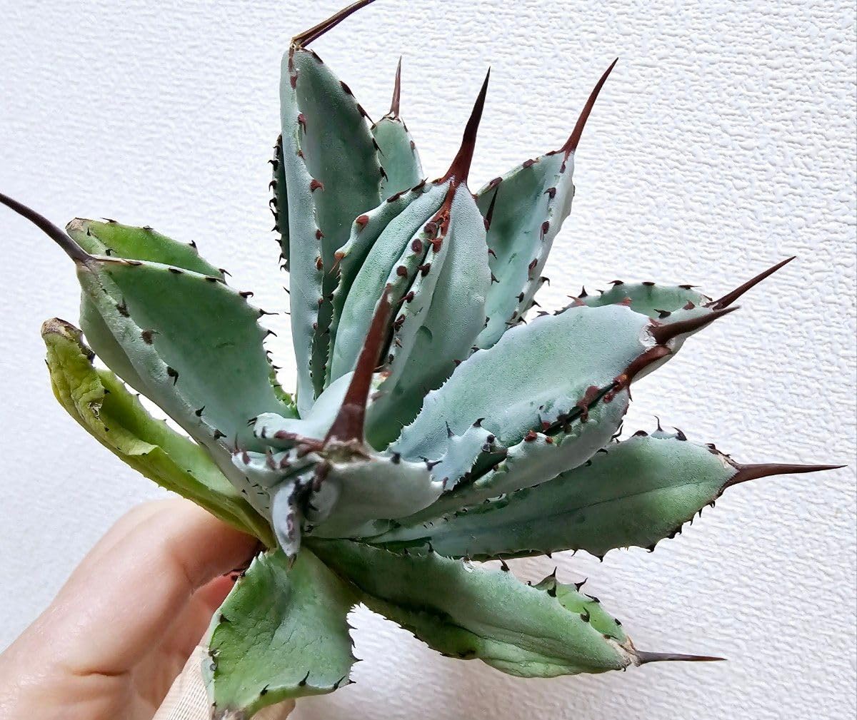 Amazon.co.jp: アガベ ポタトラム キュービック 大きめ 極上苗 台湾産