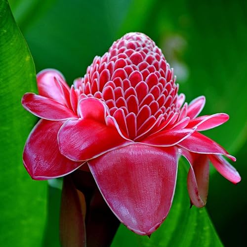 Palm Beach Medicinal Herbs - Red Torch Ginger (Etlingera elatior) - Paquete de 5 Semillas