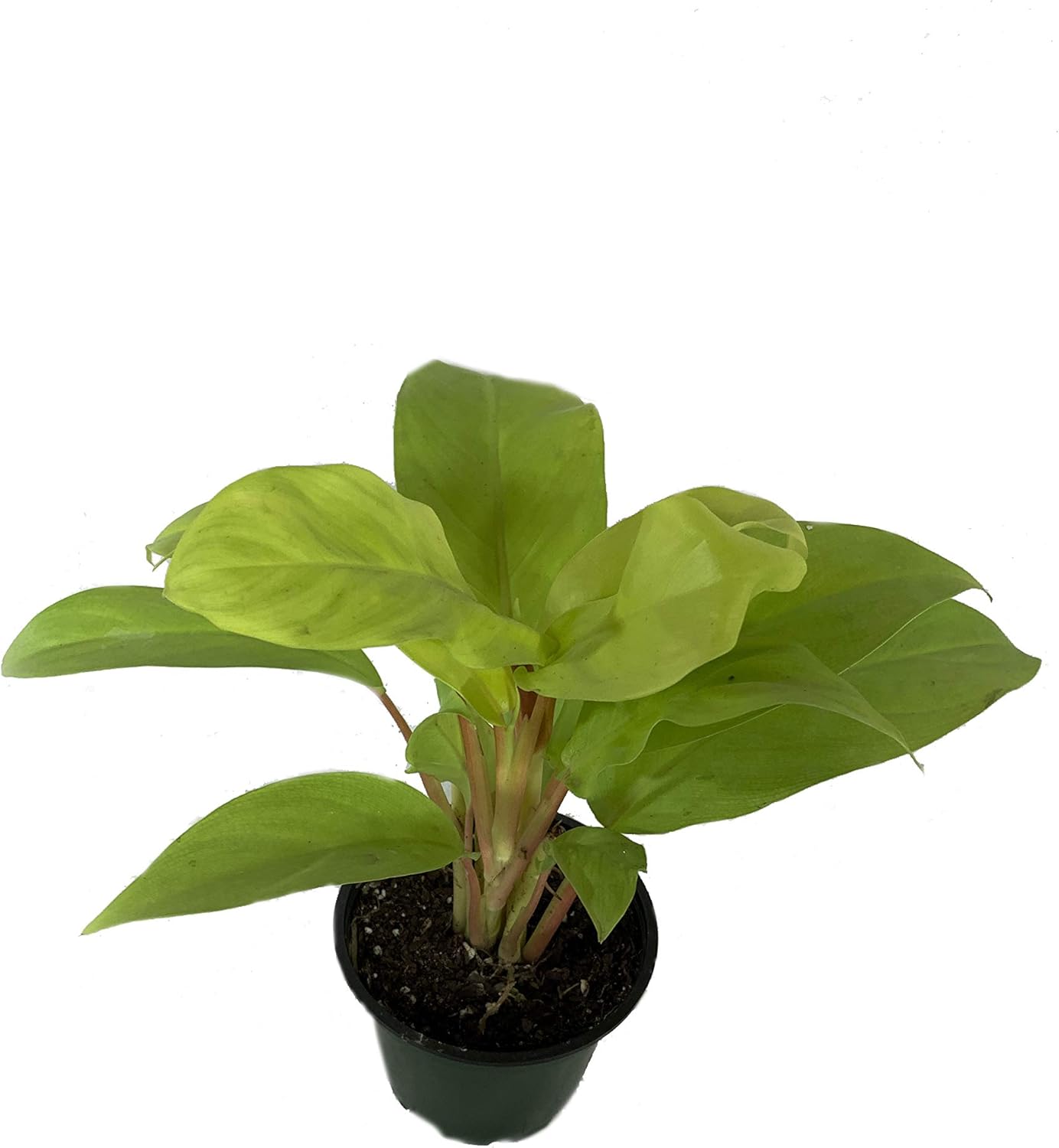 Philodendron Lemon Lime - Live Plant in a 4 Inch Growers Pot - Philodendron Hederaceum Lemon Lime - Strikingly Beautiful Indoor Air Purifying Houseplant