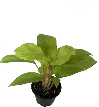 Wekiva Foliage Philodendron