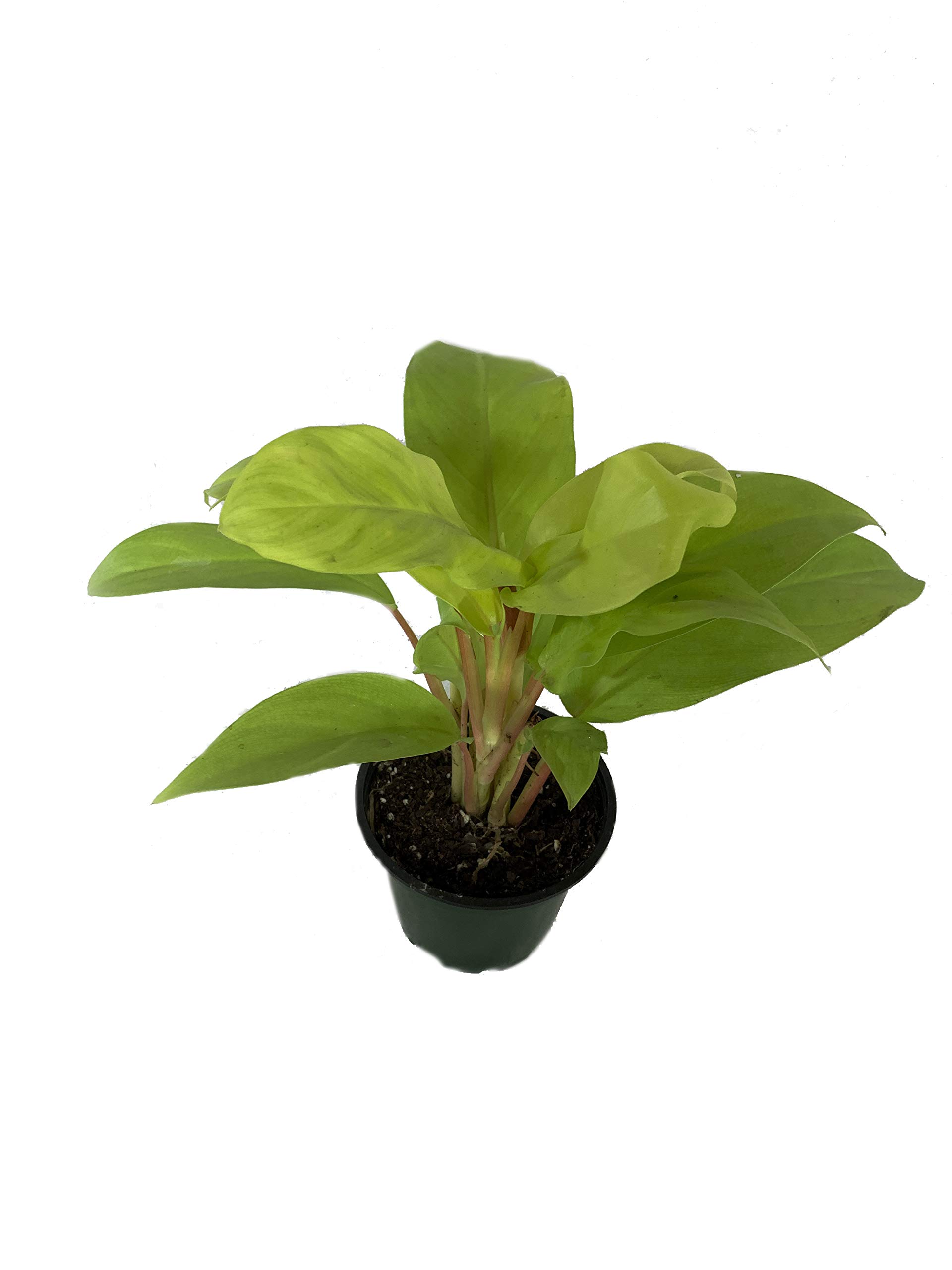 Amazon.com : Philodendron Lemon Lime - Live Plant in a 4 Inch