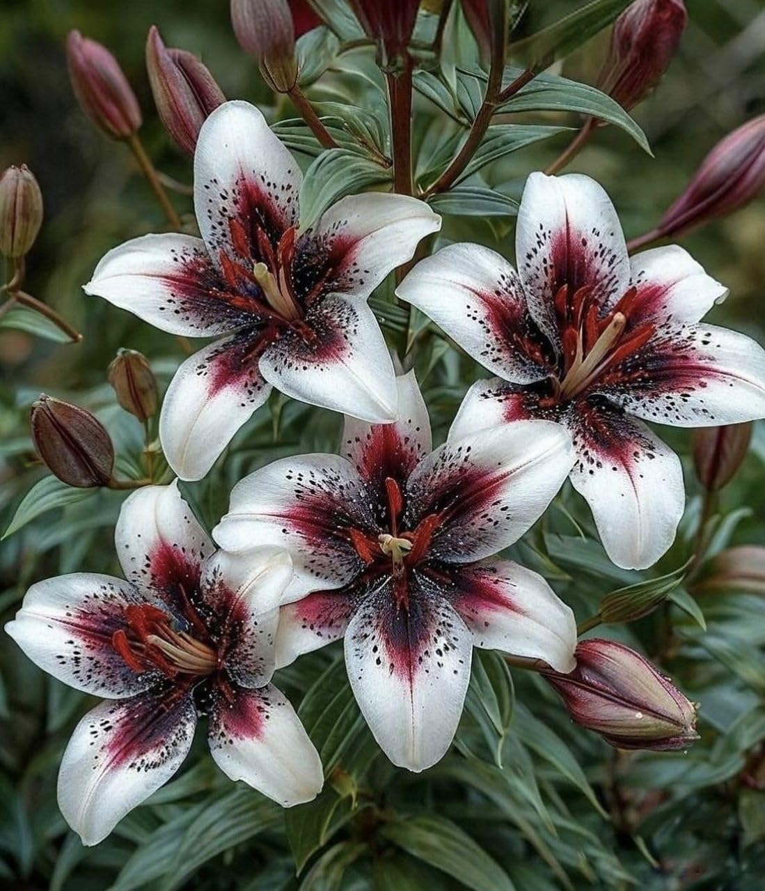 Selten MehrjäHrige Lilium In GroßPackungen, Liliumzwiebeln, Fachgerecht Gepflanzt, GartenverschöNerung, Lilienzwiebeln-10 Rhizom-B