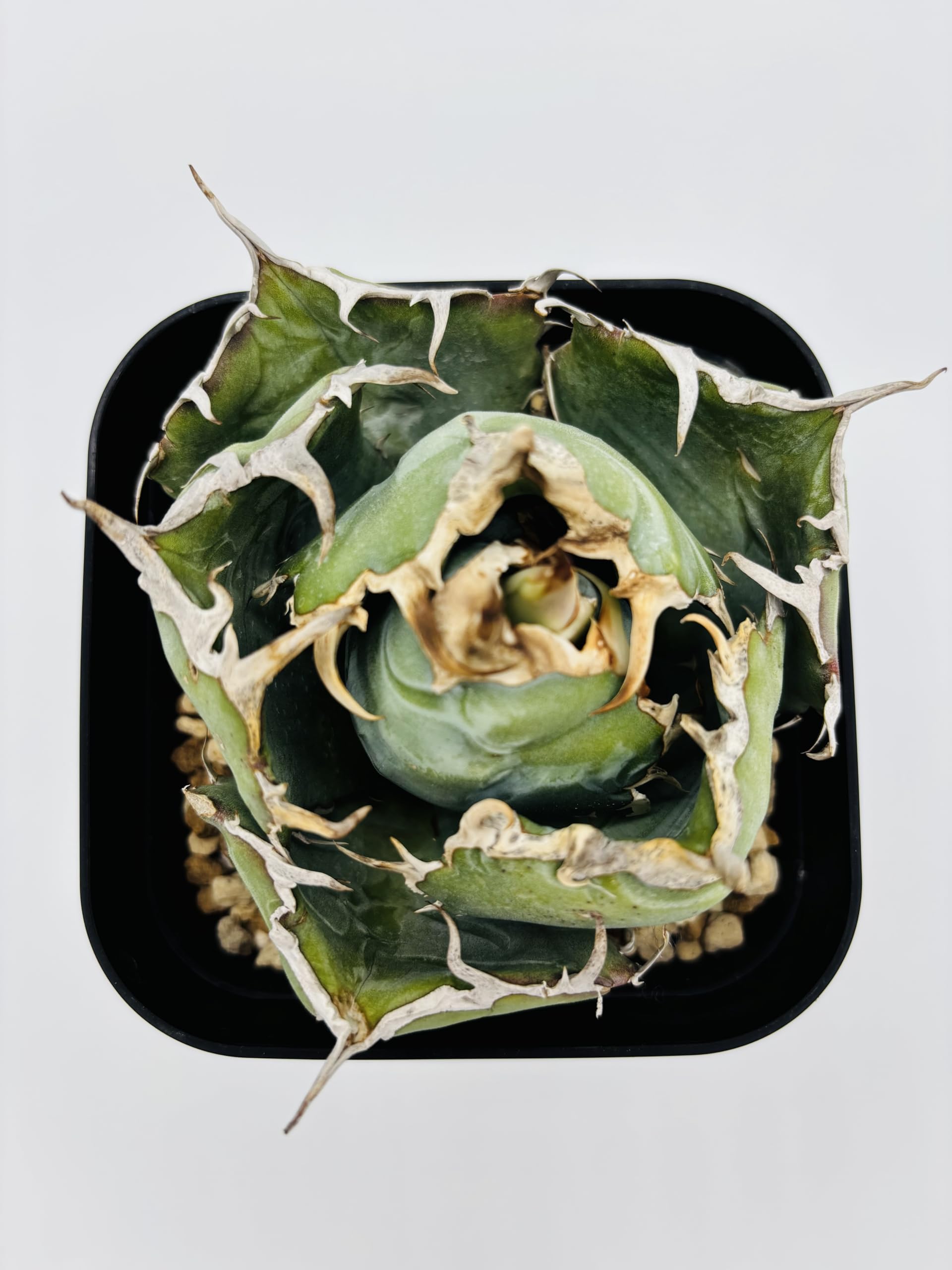 Amazon｜アガベ チタノタ 白鯨/Agave titanota 'White Whale/観葉植物