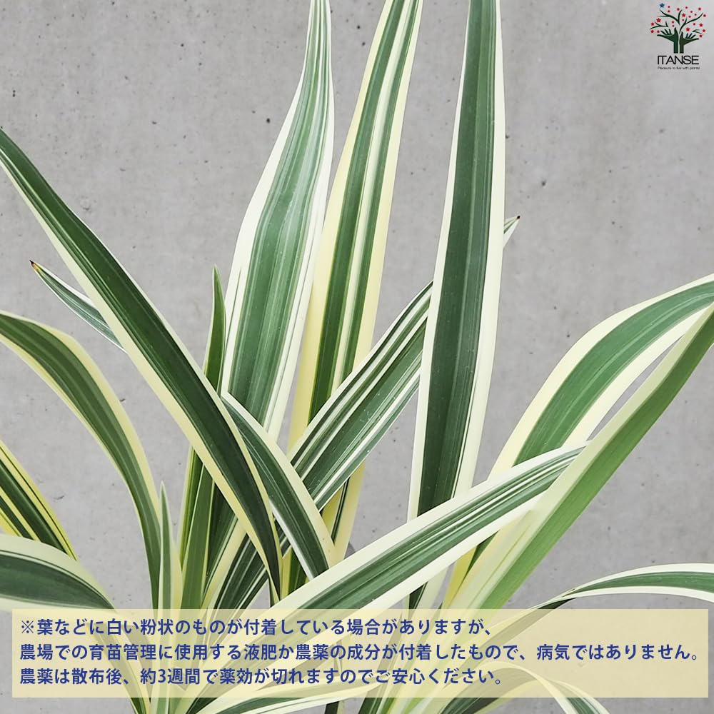 Amazon.co.jp: ITANSE 斑入りキキョウラン(ディアネラ