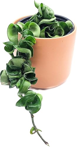 Miniatura 5 de Hoya Hindu Rope Planta de interior viva de 4 pulgadas en maceta o Hoya Carnosa Compacta Easycare Plant | Purificador de aire natural | Cultivado en