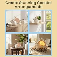 Vista 3 de Decoración de concha de caracola, decoración de conchas marinas, concha de mar grande de Murex Ramoso de 6-7 pulgadas, conchas para decoración