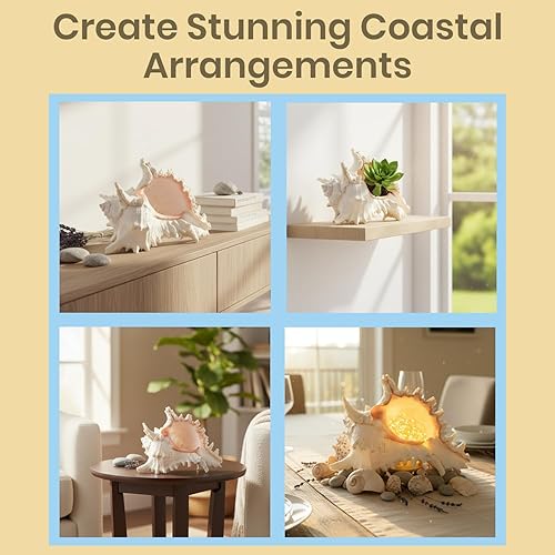 Miniatura 3 de Decoración de concha de caracola, decoración de conchas marinas, concha de mar grande de Murex Ramoso de 6-7 pulgadas, conchas para decoración,