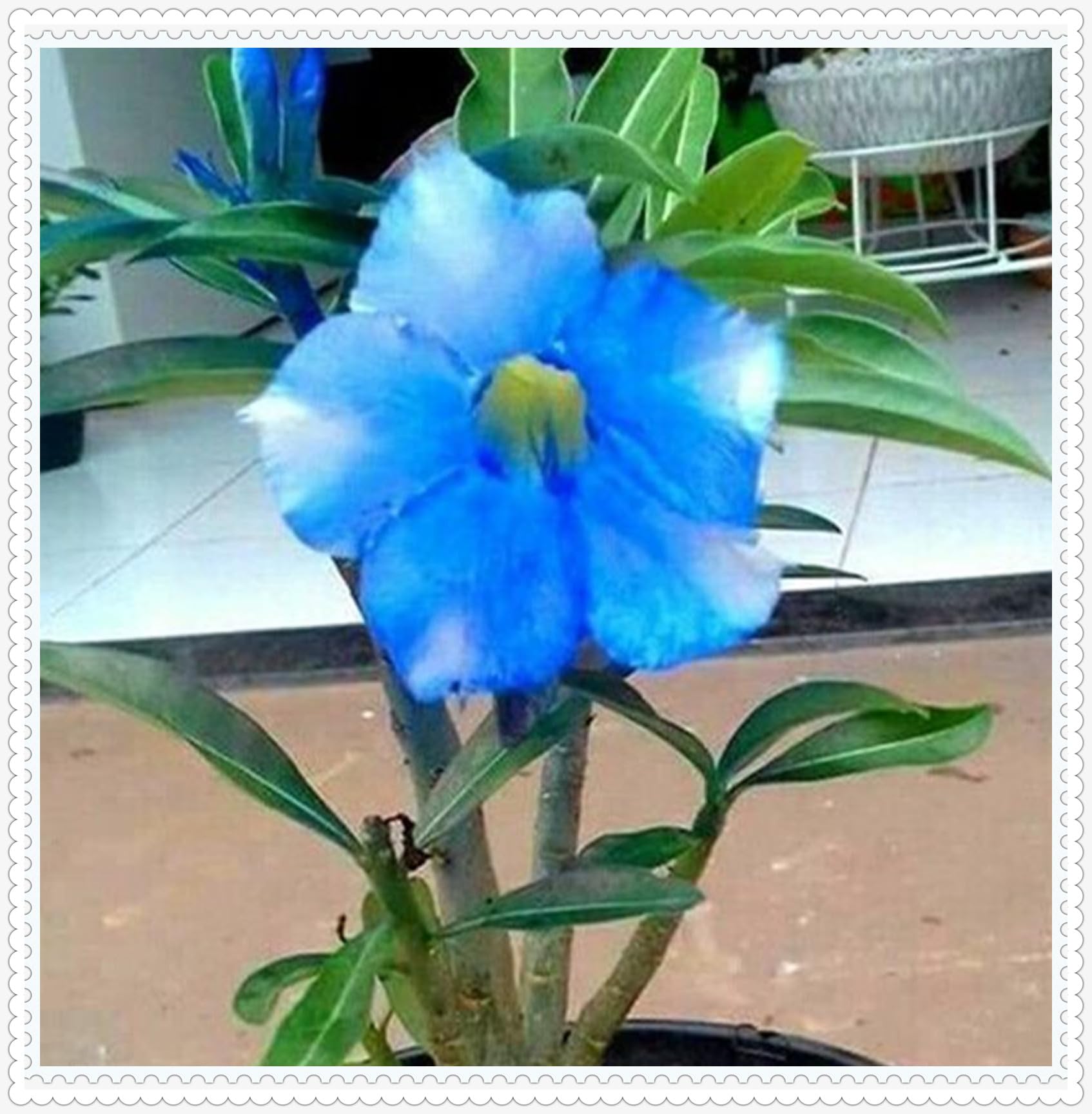 Wonderful Desert Rose Bulbs Mix for Planting Now UK/Natural Organic/Strong Plants That Grow Well/Good for Containers/Greening Flower/Cut Flowers/Wedding Flowers.