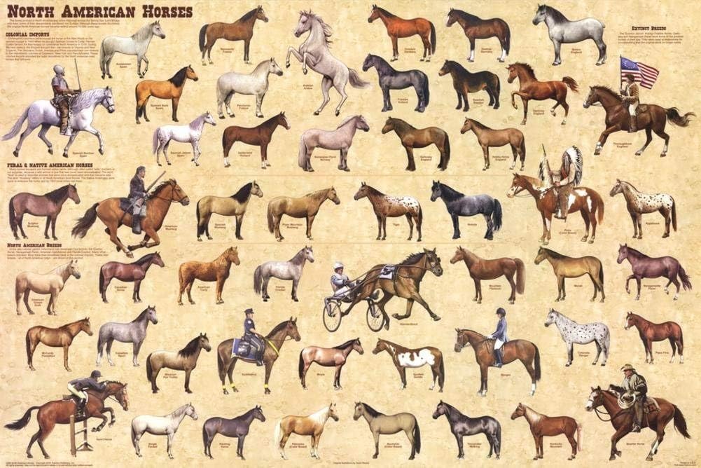 North American Horses Educational chart poster 24x36 Print Amazon.it Casa e cucina
