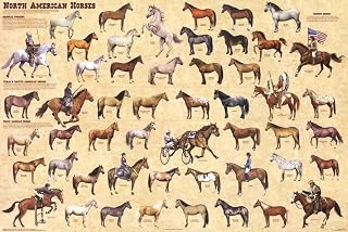 North American Horses Laminated Educational Reference Equine Chart Print Poster 24x36