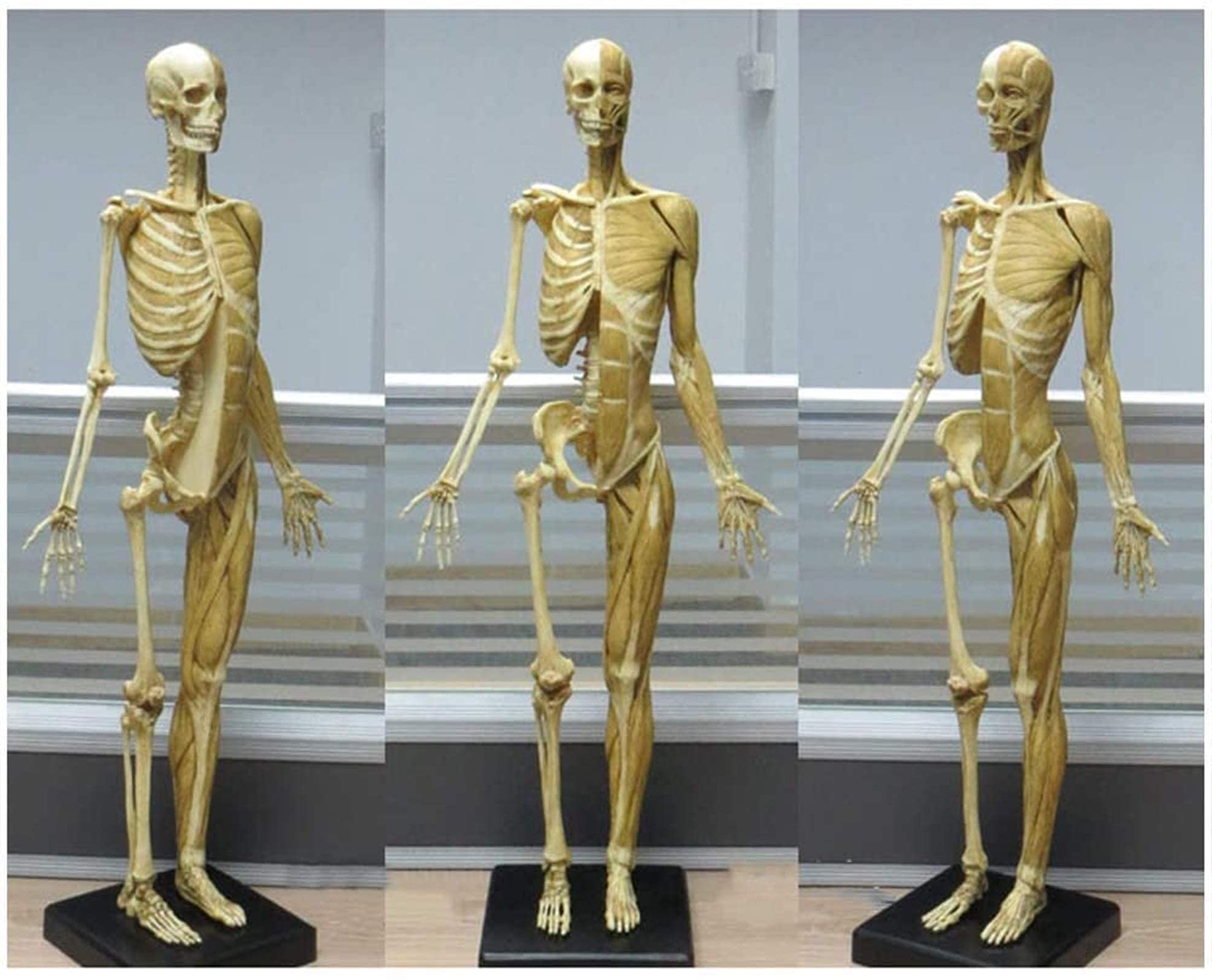 Amazon.co.jp: 23.6インチ 女性解剖図 - 人間の解剖図 マネキン