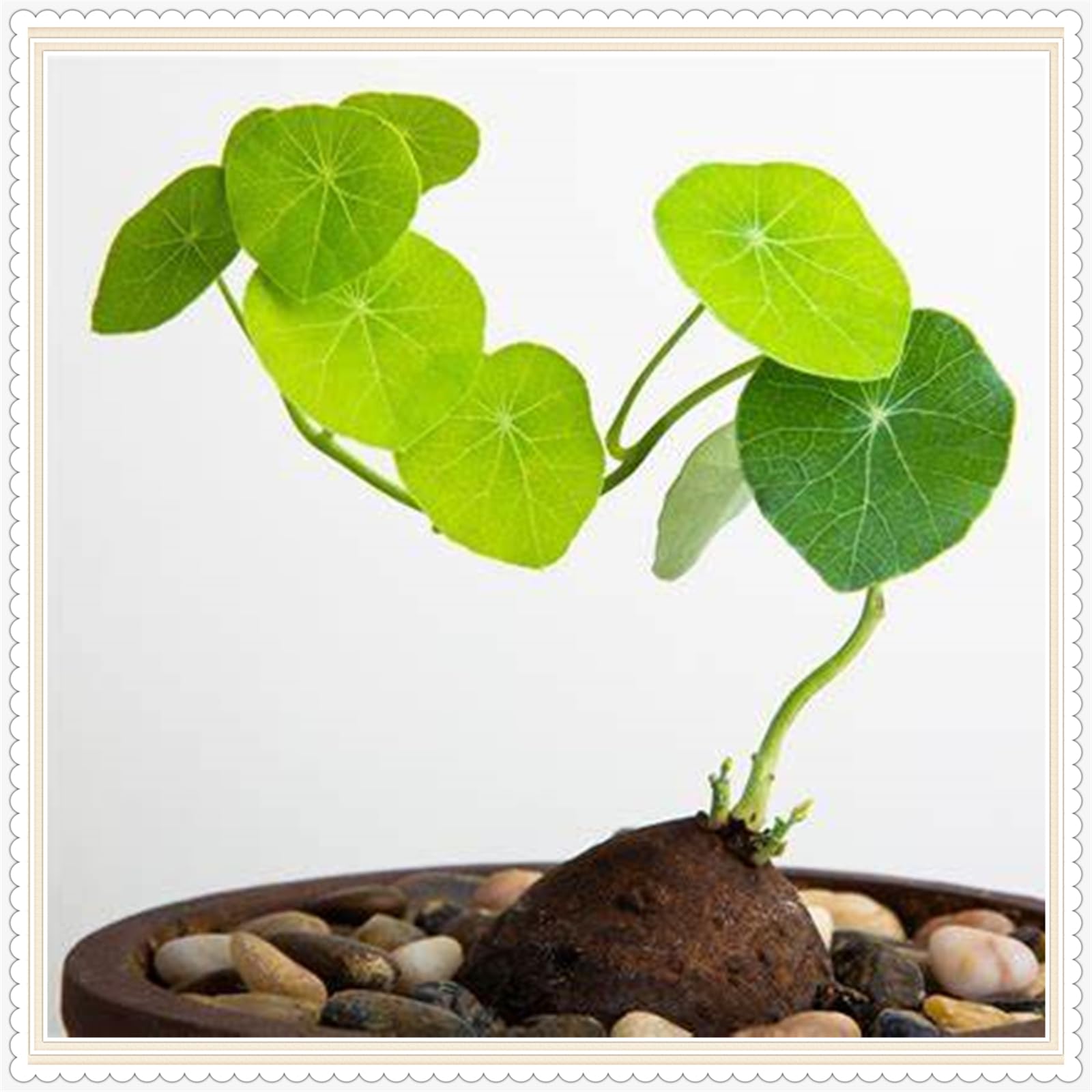 Stephania erecta Live Plant,Stephania erecta Bulb, Rhizome Excellent Display Indoor Perennial Balcony Garden Bulbs,Stephania erecta Bulbs, Plants/Rhizome/Ornamental- -3Bulbs-A