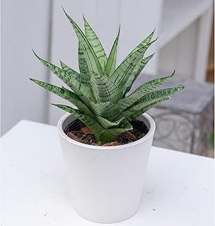 観葉植物 サンセベリア ハイブリッド 4号 鉢付き 鉢色:ホワイト 1鉢 Sansevieria Snake plant Hybrid hy hyb ミニ観葉 サンスベリア テーブル観葉 インテリア 本物 はなみどり