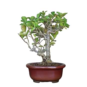Amazon.co.jp: イボタ ミニ盆栽【泰寿園 Online】 : DIY・工具
